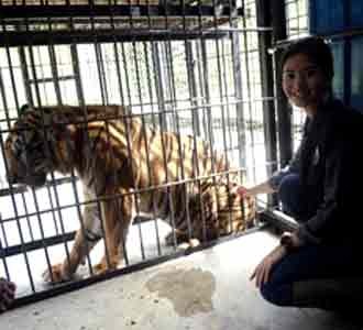 Qory Sandioriva dan Harimau Sumatera