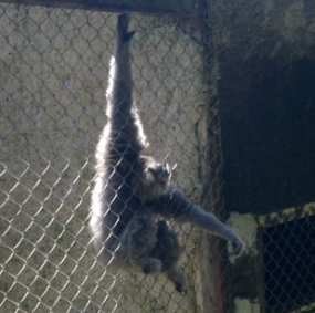 Bonbin Bandung Getol Mengembangbiakkan Wau-wau dan Orangutan