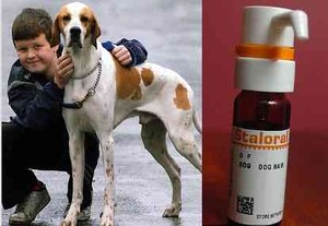 Alergi Parah Sembuh Dengan Bulu Anjing