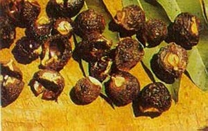Herbal: Lerak