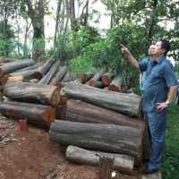 Butuh Biaya Renovasi Makam, Pohon Jati Ditebang