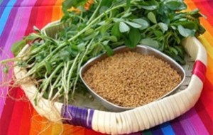 Herbal: Kelabat