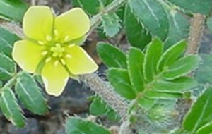 Herbal: Tribulus terrestris