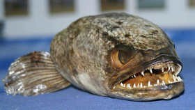 Ditemukan, Ikan Berkepala Naga 