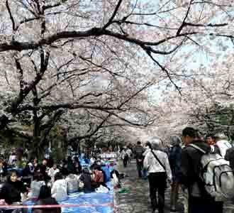 Warga Jepang Sambut Mekarnya Sakura