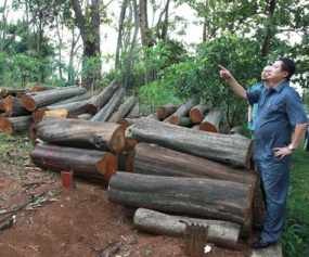 Dishut Tak Akan Cabut Surat Izin Tebang