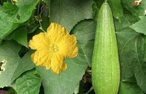 Herbal: Oyong 