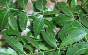 Herbal: Pule Pandak