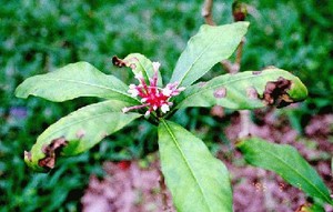 Herbal: Rauwolfia serpentina 
