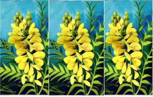 Herbal: Senna Alexandrina
