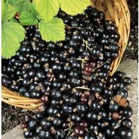 Sumber Vitamin C Terbanyak dan Dosisnya