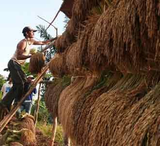 Parade Hidup dari Gunung Halimun