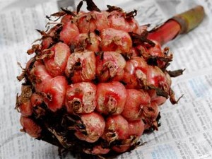 Kapurung: Sayur Asam Patikala