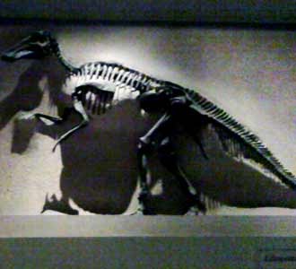 Melihat Fosil Dinosaurus
