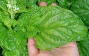 Herbal: Basil