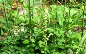 Herbal: Black cohosh