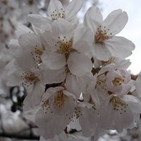 Hanami and Visiting Yasukuni Shrine