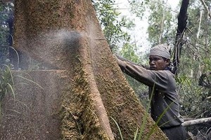 WALHI: Tak Cukup Berantas Illegal Logging 