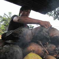 Kelapa Bakar Kunigor, Makin Lama Dibakar Makin Segar