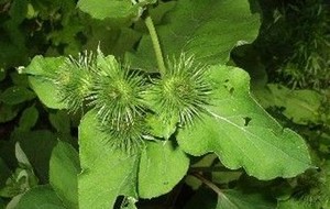 Herbal: Burdock