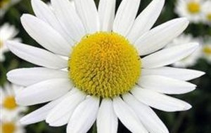 Herbal: Chamomile