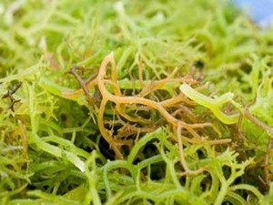 Rumput Laut Lawan Obesitas