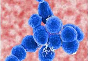 Bakteri Pneumokokus Kebal Antibiotik