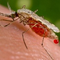 Unduh 6700 Koleksi Gambar Gigitan Nyamuk Malaria Terbaik HD