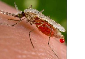 Menghindari Gigitan Nyamuk Malaria