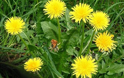 Bunga dandelion