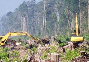 IPW Desak Satgas Segera Turun ke Lapangan Ungkap Mafia Hutan