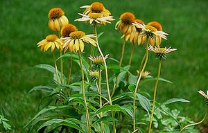 Herbal: Echinacea