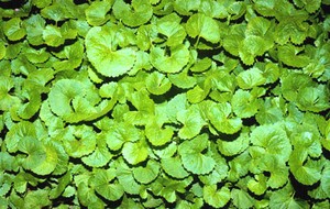Herbal: Pegagan