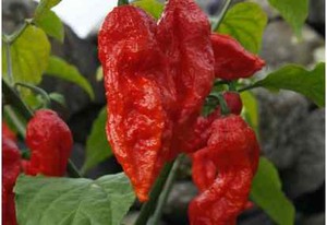 Manfaat Kesehatan si Cabai Hantu Bhut Jolokia