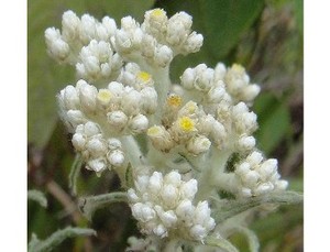 Manfaat Tersembunyi Edelweiss Bagi Kecantikan
