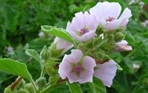 Herbal: Marshmallow