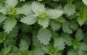 Herbal: Jelatang