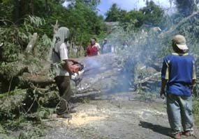Pohon Asam Tumbang, Dua Pengendara Motor Pingsan