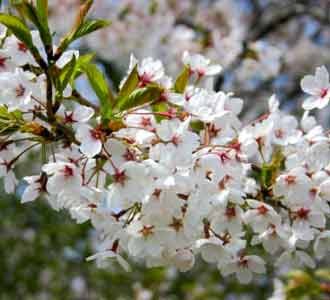 Pesta Bunga Cherry