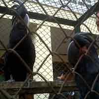 Penyelundupan 18 Burung Kakak Tua Digagalkan