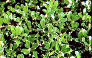 Herbal: Uva Ursi