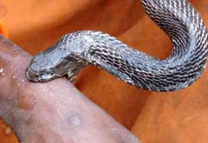 WHO Prihatin Korban Racun Ular