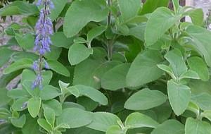 Herbal: Boldo
