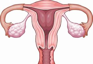 Ukuran Indung Telur Pengaruhi Banyaknya Sel Telur Perempuan