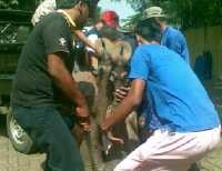 Kerbau Dibawa ke Pejagalan, Dagingnya Dibagi ke Warga