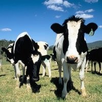 Kotoran Sapi Berikan Listrik untuk 1.000 Server