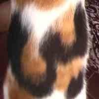 Kucing Berlafal Allah Lahir di Atas Sajadah