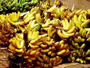 Yuk, Belanja Pisang!