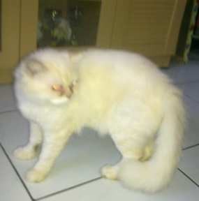 Liu Sering Menyahut Enggak Saat Berada di Kandang