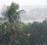 Pohon Tumbang di Jl Pattimura, Lalin Arah Blok M Tersendat 